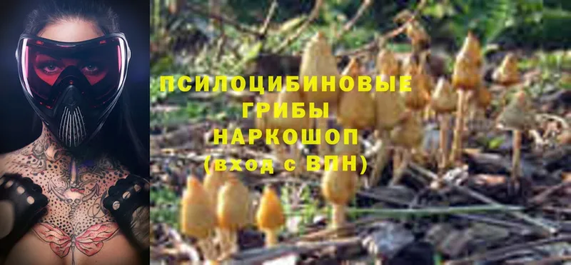 Галлюциногенные грибы Magic Shrooms  купить закладку  Тайга 